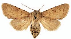 Pseudohadena anatine female.JPG
