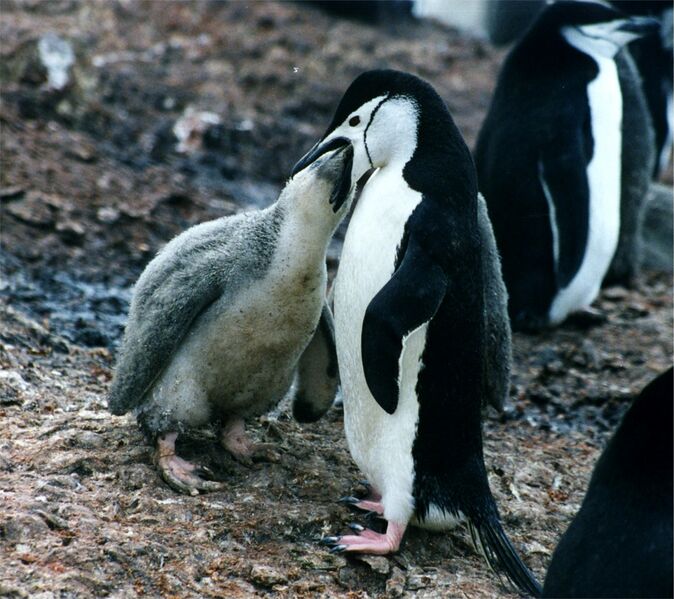 File:Pygoscelis antarctica feeding a chick.jpg