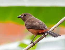 Ramphocelus bresilius -Registro, Sao Paulo, Brazil -female-8.jpg