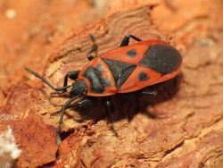 Red Bug (15918352508).jpg