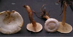 Ripartites tricholoma 85563.jpg