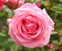 Rosa 'Gene Boerner' (cropped).JPG