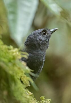 Scytalopus alvarezlopezi - Tatama Tapaculo; Tatama Reserve, Pueblo Rico, Risaralda, Colombia.jpg