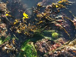 Seaweed & tidepool, North Moonstone SLO.jpg