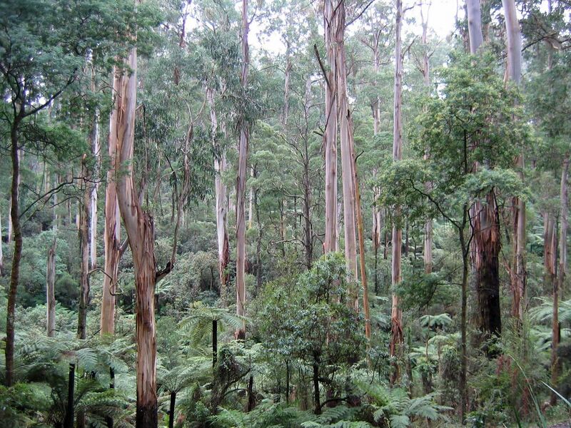 File:Sherbrooke forest Victoria 220rs.jpg