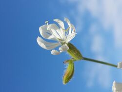 Silene dichotoma sl13.jpg