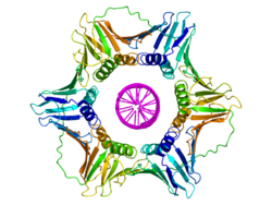 Sliding clamp dna complex.png