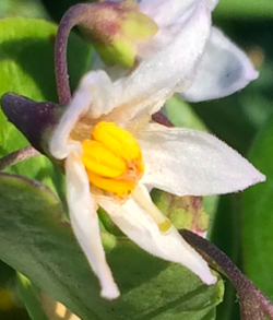 Solanumafricanumflower.png