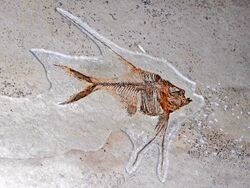 Sorbinichthyidae - Sorbinichthys elusivo.JPG