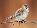 Speckle-fronted Weaver RWD4.jpg