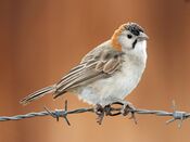 Speckle-fronted Weaver RWD4.jpg