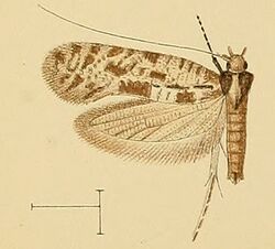 Stathmopolitis tragocoprella.jpg