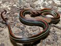 Striped Kukri Snake (Oligodon octolineatus) (6749975673).jpg