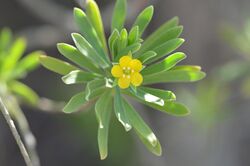 Suriana maritima (Bay ceder).jpg