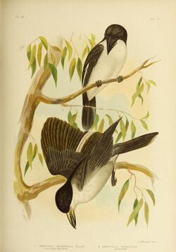 The birds of Australia (16879357218).jpg