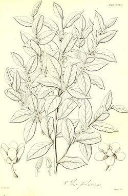 The botany of Captain Beechey's voyage; comprising an acount of the plants collected by Messrs. Lay and Collie, and other officers of the expedition, during the voyage to the Pacific and Behring's (19784710653).jpg