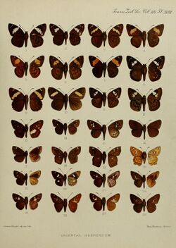 Transactions of the Zoological Society of London (1897) Plate XVIII.jpg