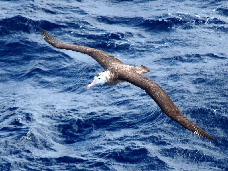 File:Tristan Albatross (1).jpg