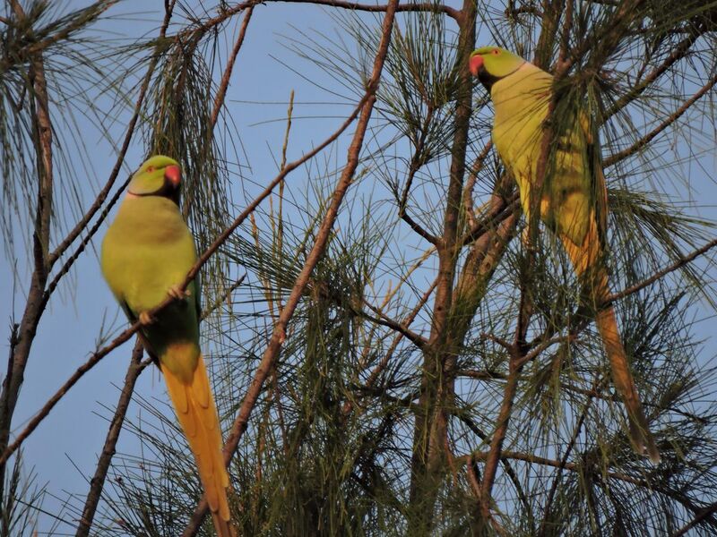 File:Two parrots at parrot bird sanctuary, Chandigarh, India.jpg