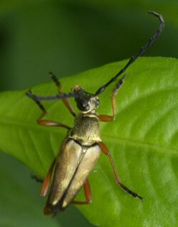 Typocerus acuticauda P1080674a.jpg