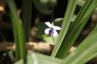 Flower of Viola abyssinica