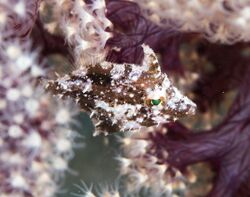 Whitebar filefish (Paramonacanthus choirocephalus) (49509139623).jpg