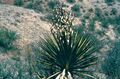 Yucca grandiflora fh 0401 MEX B.jpg