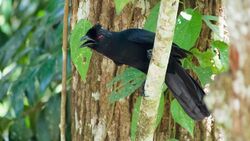(Bornean) Black Magpie.jpg