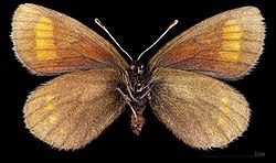 (MHNT) Erebia pharte - Lac de Tignes Savoie France - female ventral.jpg