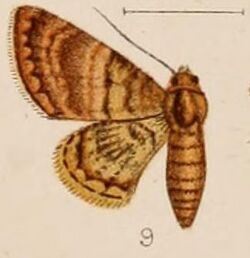 09-Neoscelis metachlora=Hybridoneura abnormis Warren, 1898.JPG