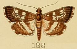 188-Epipagis tristalis (Kenrick, 1907).JPG