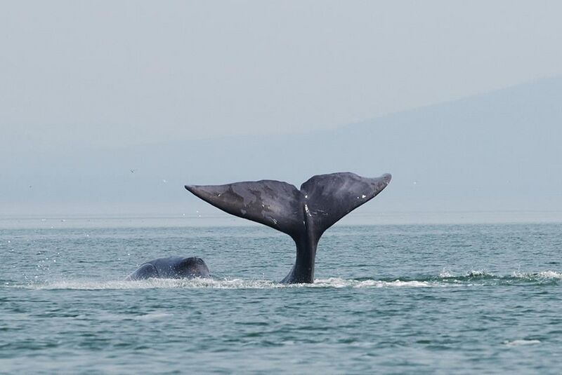 File:A bowhead whale is tail-slapping in the coastal waters of western Sea of Okhotsk by Olga Shpak, Marine Mammal Council, IEE RAS.jpg