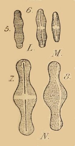 Achnanthidium Coupin 1868.jpg