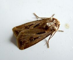 Agrotis spinifera . Noctuidae Noctuinae Agrotini Agrotina (12290859743).jpg