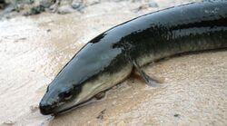 American eel (Anguilla rostrata) (4015394951).jpg