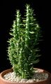 Austrocylindropuntia subulata0.jpg