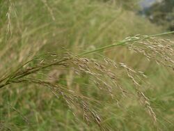 Austrostipa ramosissima 2.jpg