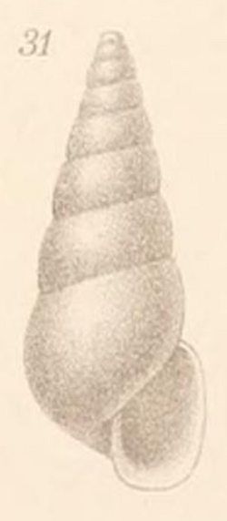 Bathycrinicola tumidula Thiel 1912.png