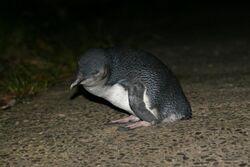 Blue Penguin Kapiti.jpg