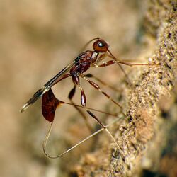 Braconid Wasp - Flickr - treegrow (1).jpg
