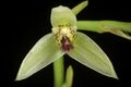 Bulbophyllum tripetalum Lindl., Ann. Mag. Nat. Hist. 10 185 (1842) (50427158248).jpg
