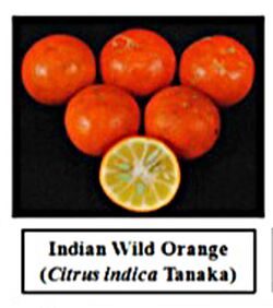 Five spherical orange fruits, and one sliced open to show the citrus-like interior. A caption reads "Indian Wild Orange (Citrus indica Tanaka)"