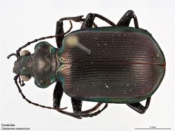 Calosoma oceanicum.jpg