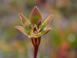 Campynema aged petals.jpg