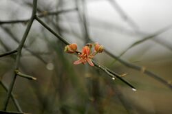 Capparis decidua flower DSC0611.jpg