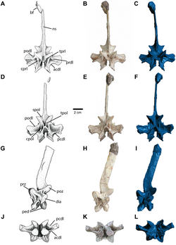 Carnufex cervical neural arch.png