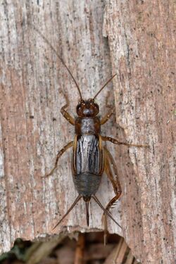 Carolina Ground Cricket (Eunemobius carolinus) - Gatineau Park, Quebec 2016-09-22 (02).jpg