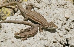 Catalan Wall Lizards (Podarcis liolepis) (40588664815).jpg