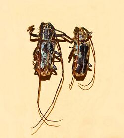 Cerambycidae - Epepeotes desertus.JPG