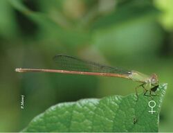 Ceriagrion olivaceum female.jpg